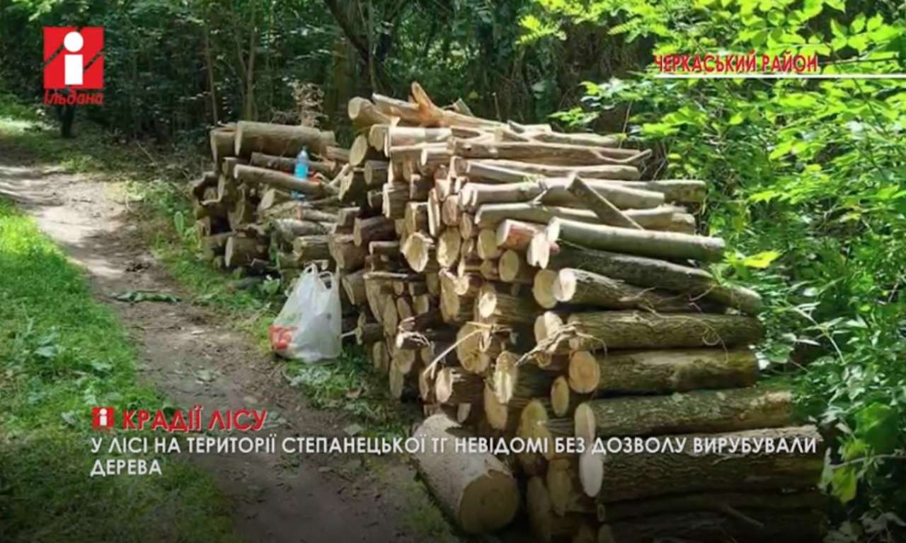 У лісі на території Степанецької ТГ невідомі без дозволу вирубували дерева (ВІДЕО)